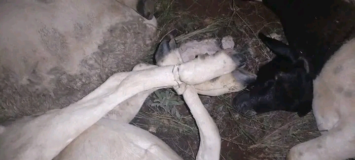 Campbell Police have intercepted the crime involves livestock theft