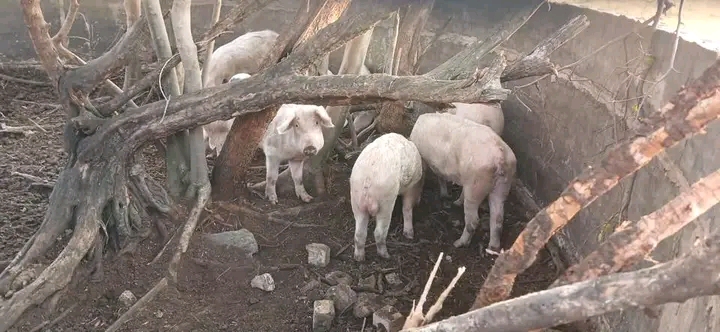 Foreign nationals have been arrested after being found with livestock without papers for livestocks